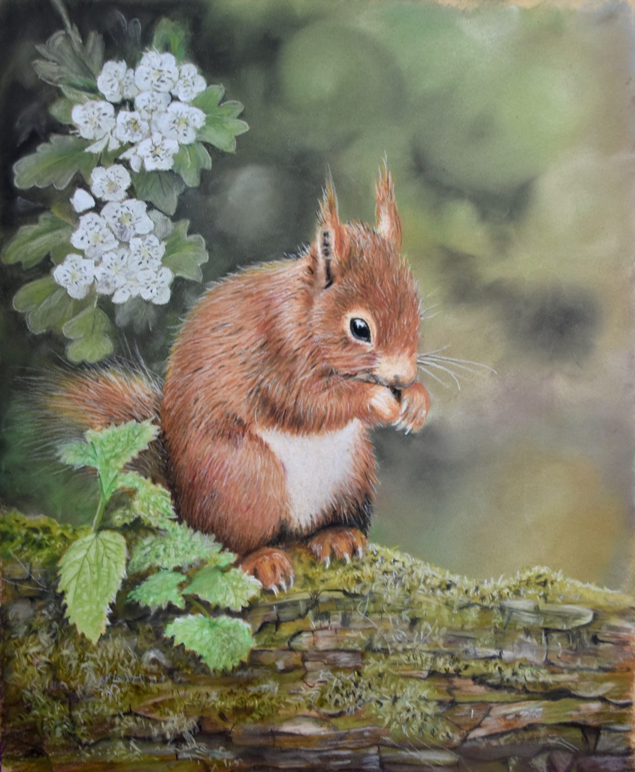 Red Squirrel – Pastel Pencil