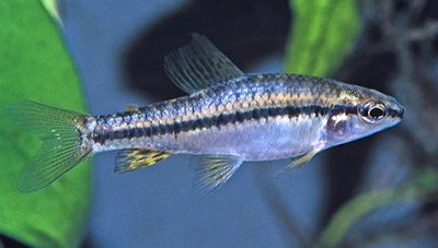 Crenicichla jupiaensis first record from Argentina Peces Criollos