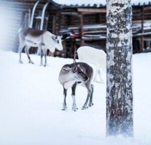 Three reindeers at reindeer farm