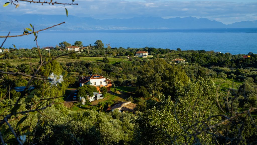 Η φαρμα Peripetia περιτριγυρισμένοι από ελαιόδεντρα