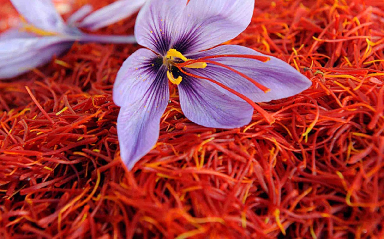 Benefits of Saffron for Skin and more Beauty-persiskt.se