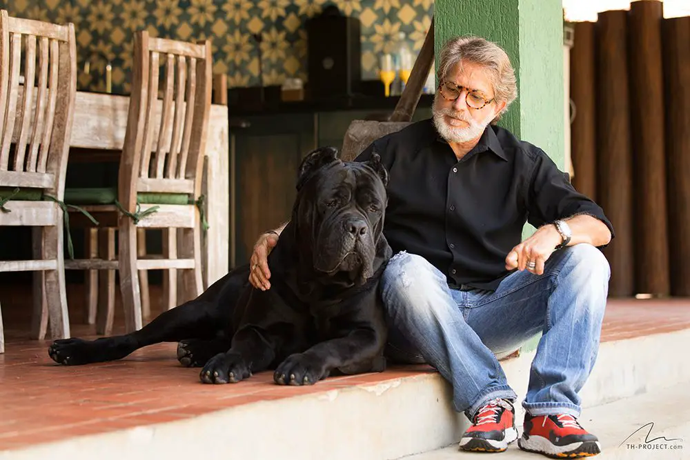 Are Cane Corso Good Family Dogs? (Answered!)