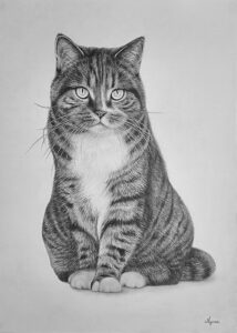Pencil drawing of a striped tabby cat