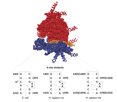 ribosomal pic