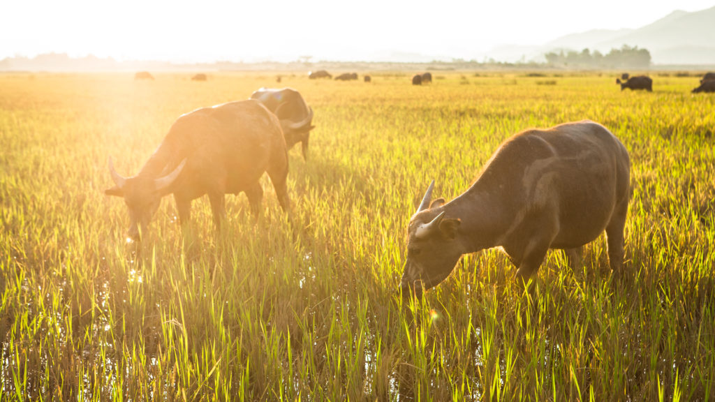 phong nha farmstay, Phong Nha Ke Bang, phong nha, Phong Nha Village, Phong Nha rural, Vietnamese rural, phong nha caves, Phong Nha Ke Bang National Park