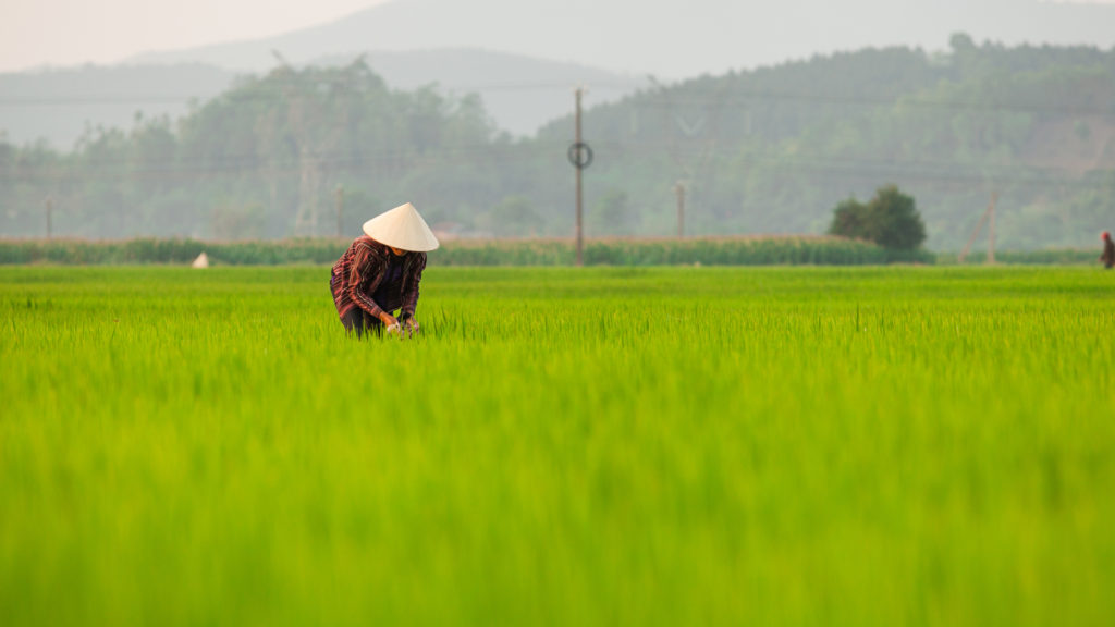 phong nha farmstay, Phong Nha Ke Bang, phong nha, Phong Nha Village, Phong Nha rural, Vietnamese rural, phong nha caves, Phong Nha Ke Bang National Park