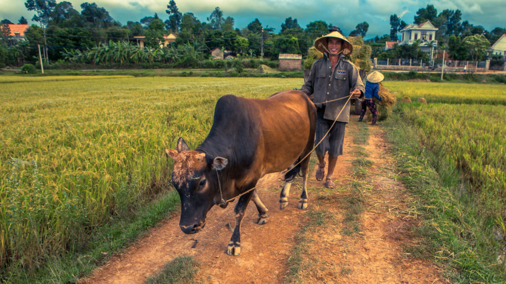 phong nha farmstay, Phong Nha Ke Bang, phong nha, Phong Nha Village, Phong Nha rural, Vietnamese rural, phong nha caves, Phong Nha Ke Bang National Park