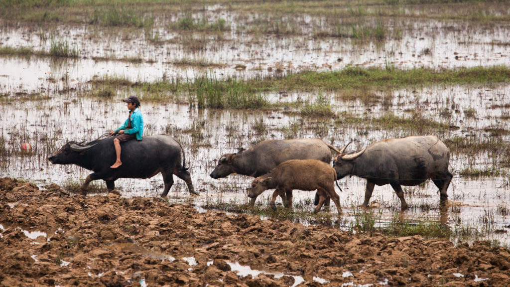 phong nha farmstay, Phong Nha Ke Bang, phong nha, Phong Nha Village, Phong Nha rural