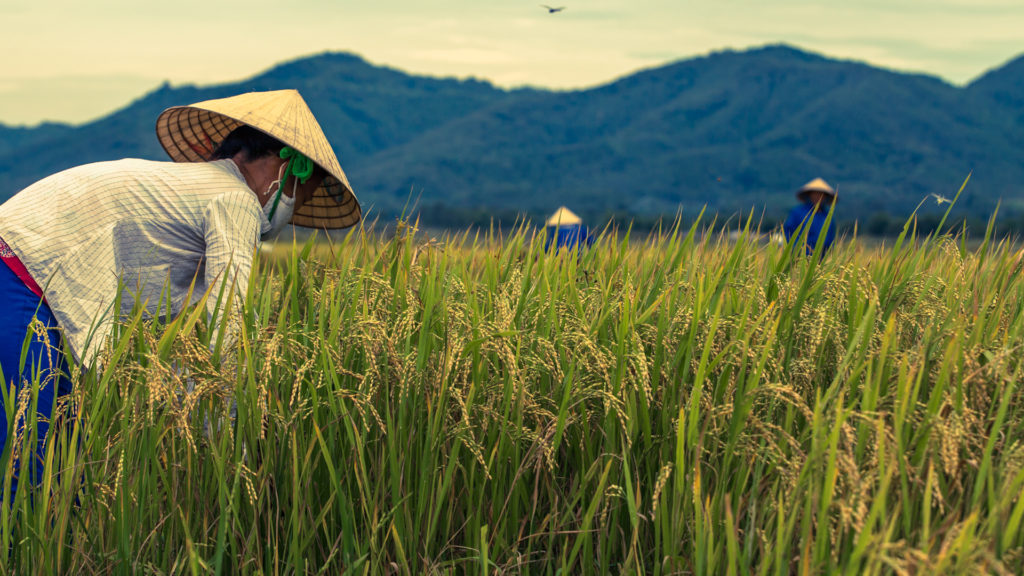 phong nha farmstay, Phong Nha Ke Bang, phong nha, Phong Nha Village, Phong Nha rural