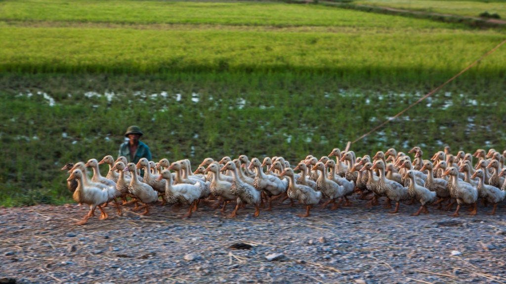 phong nha farmstay, Phong Nha Ke Bang, phong nha, Phong Nha Village, Phong Nha rural