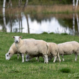 sheep & sheepdogs