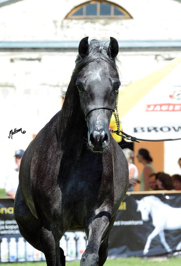 Anawera (Piaff-Altamira/Ekstern) 2014 Bialka Spring Show Gold Junior Champion Mare