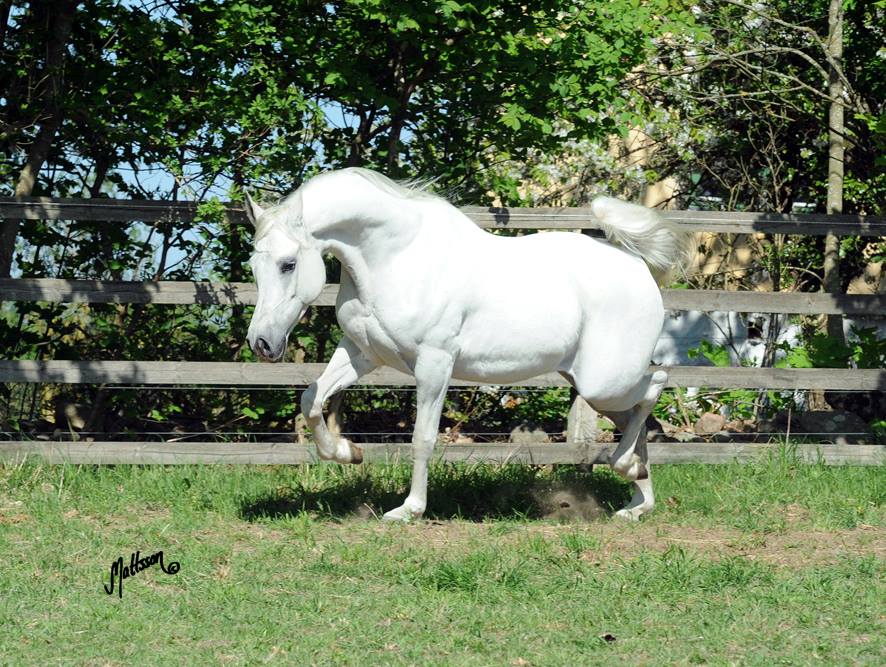 EVG Palagranta (Emigrant-Palestyna)