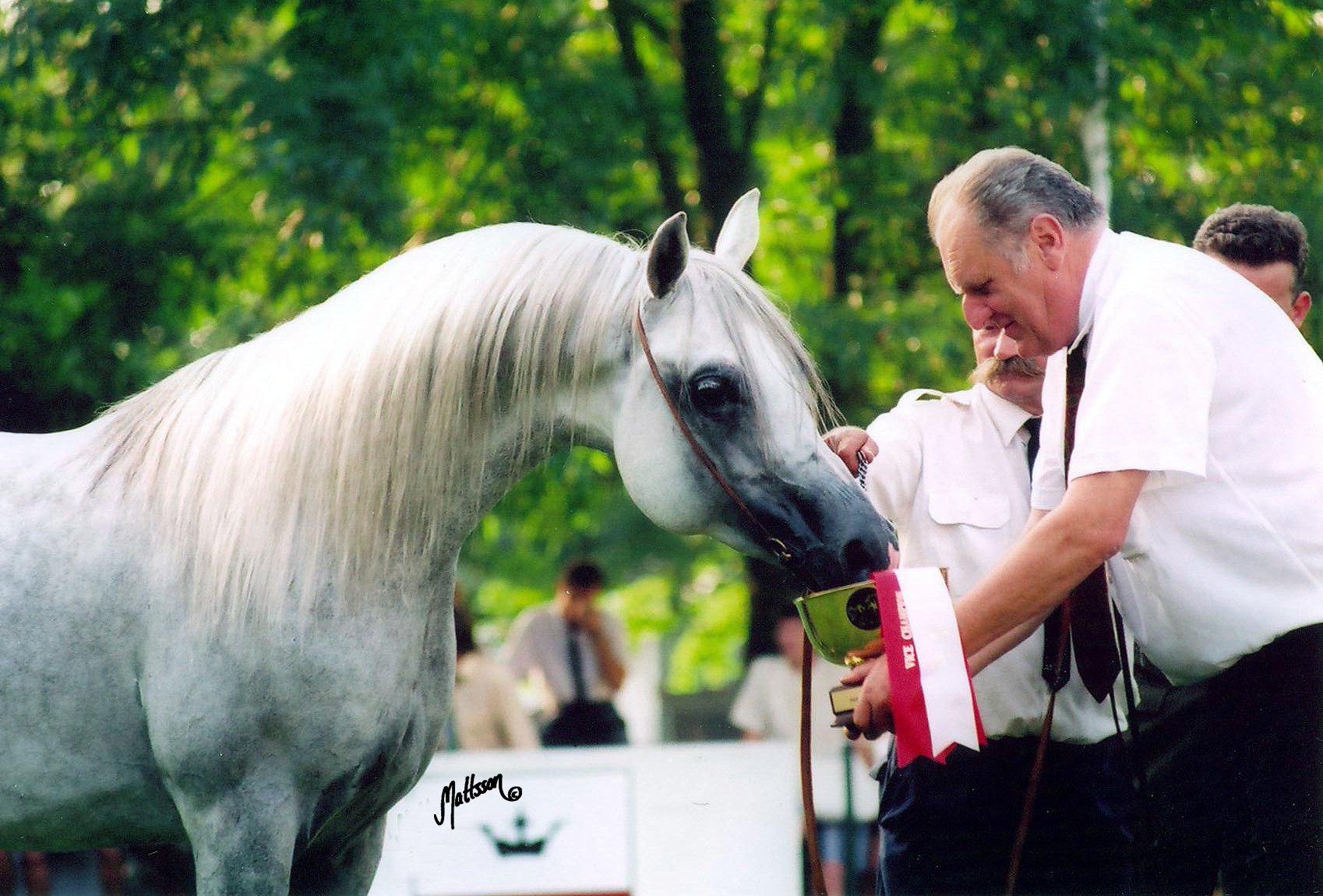 Ecaho - 1995 Polish National Champion Stallion 