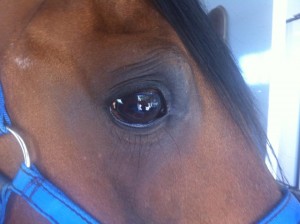 Gangeseye