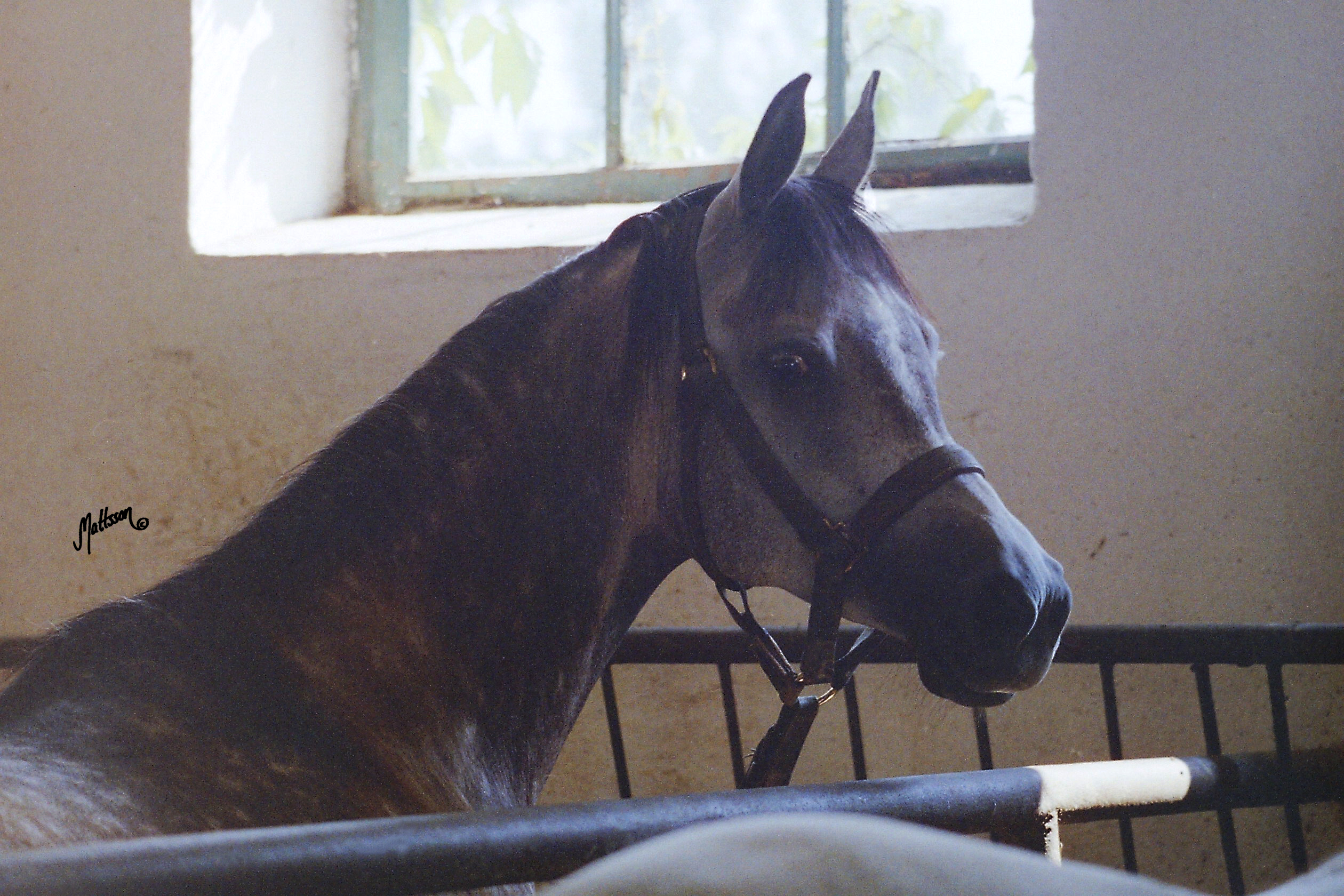 Gaskonia in 1995