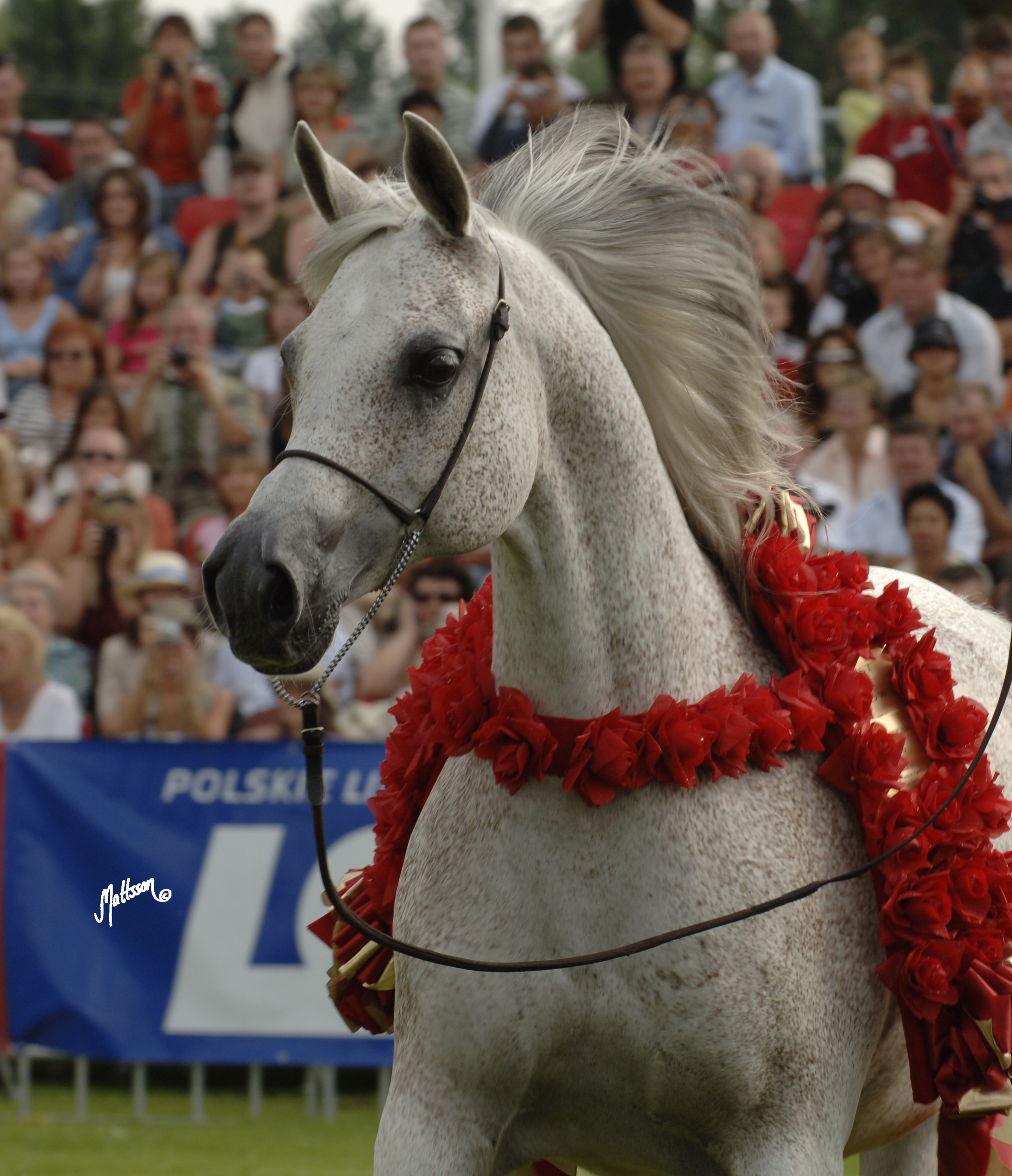 Gaskonia Polish National Champion Mare and Best in Show 2006