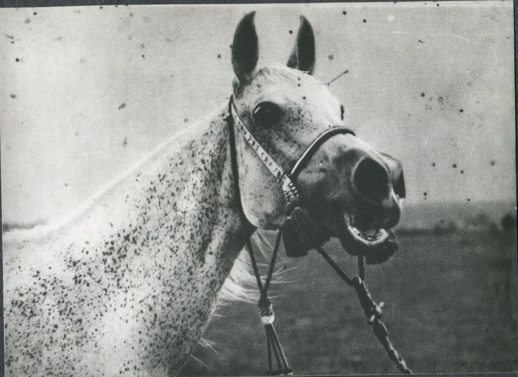 Kewa 1923 (Siglavi-Bagdady -11 x Kalga/Amurath 1892) born at Inocenzdvor and imported to Janów Podalski in 1930.