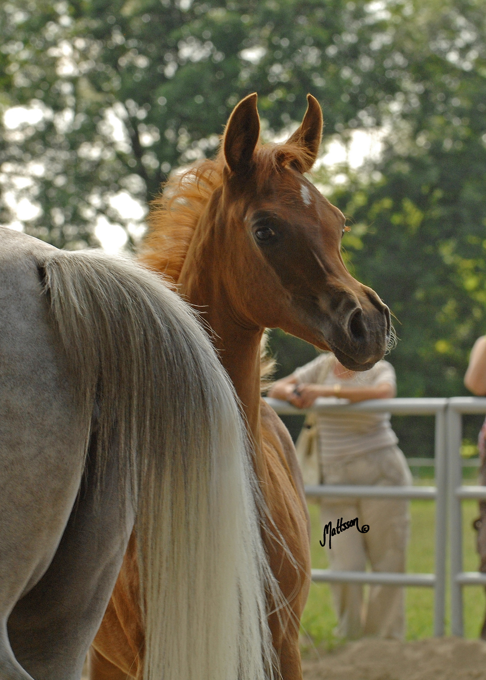 Palatina (QR Marc x Palmeta)