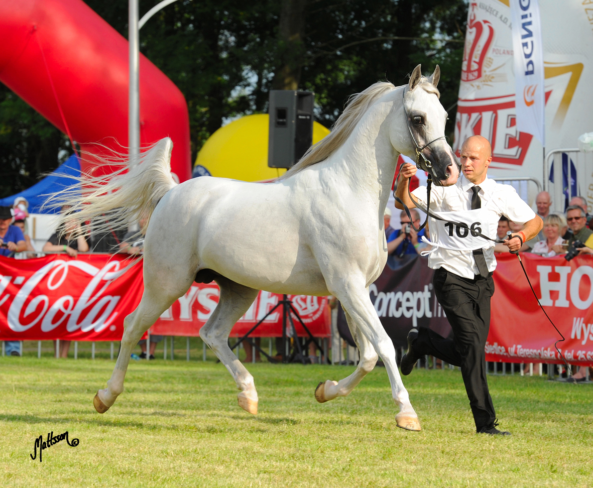 Palatino (Pesal x Palmeta) at the 2011 Polish National Show