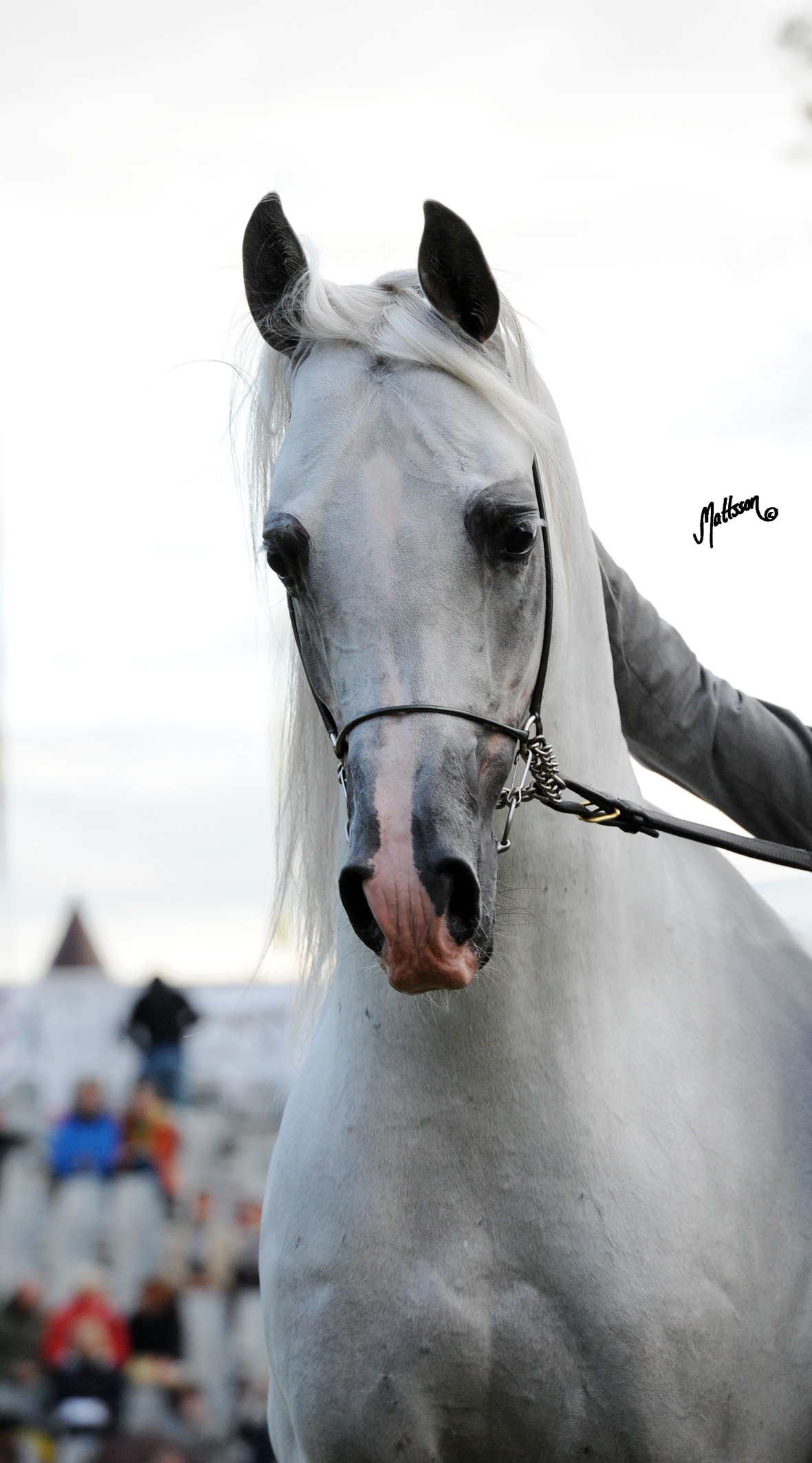 Palatino (Pesal x Palmeta) 2012 Polish National Gold Champion Stallion 
