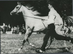 Pianola (Bandos x Pilarka/Palas) 1983 Polish National Junior Champion Mare