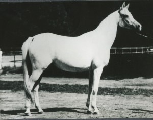 Pilarka 1975 (Palas x Pierzga/Negatiw)