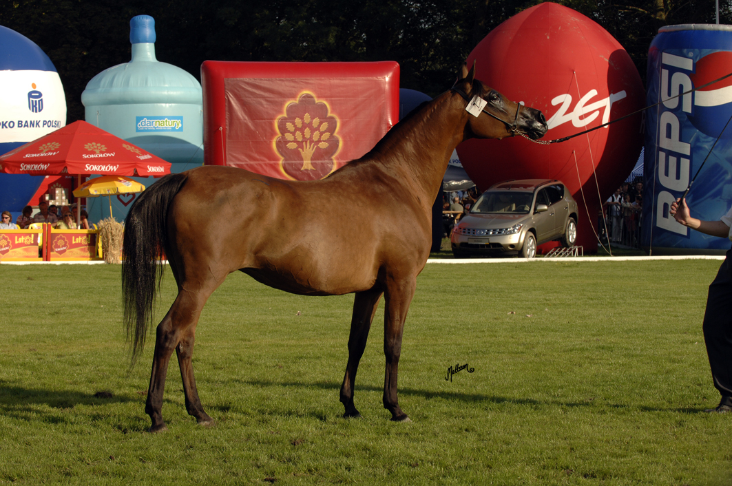 Pilica (Fawor x Pipi/Banat)