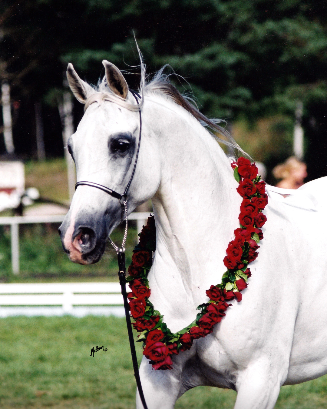 Prognoza (Etogram- Palestra) 3 times Swedish National Champion Mare