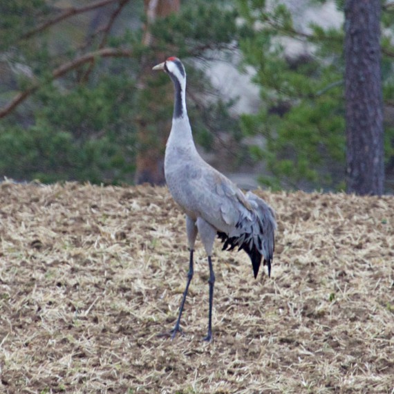 Eurasian crane