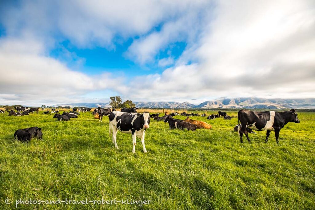 Cattle on a meadow on New Zealands South Island