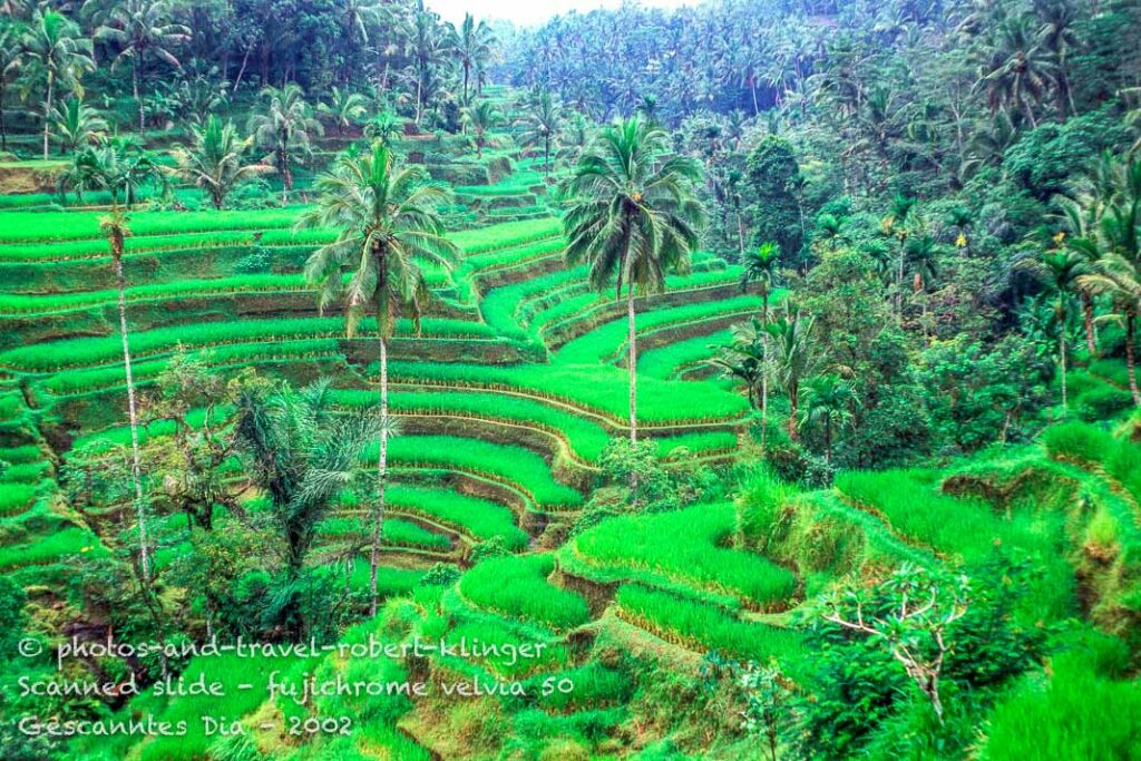 Rice terraces, Ubud, Bali