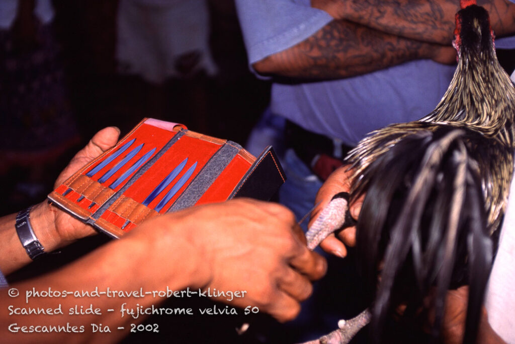 A cock being prepared for the fight