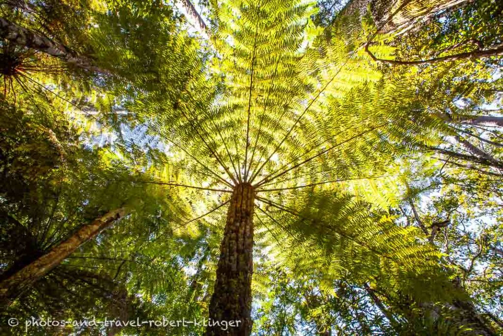 A fern tree in New Zealand