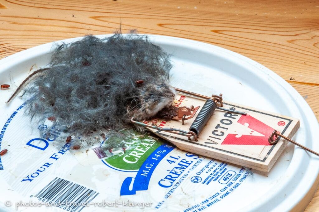 A mouse trap