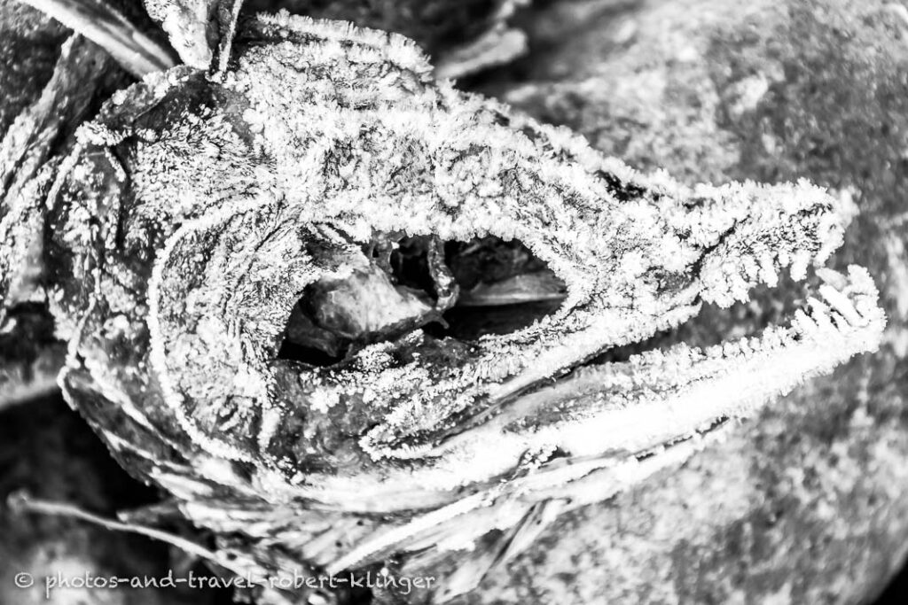 A dead salmon on the banks of the Bulkley river