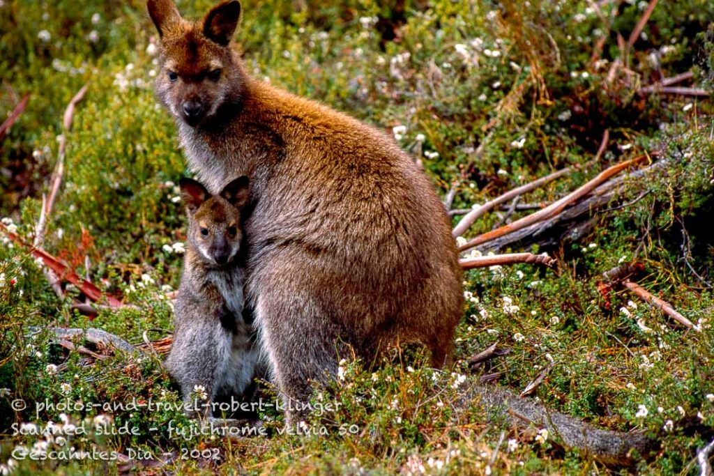 2 wallabies in Tasmania