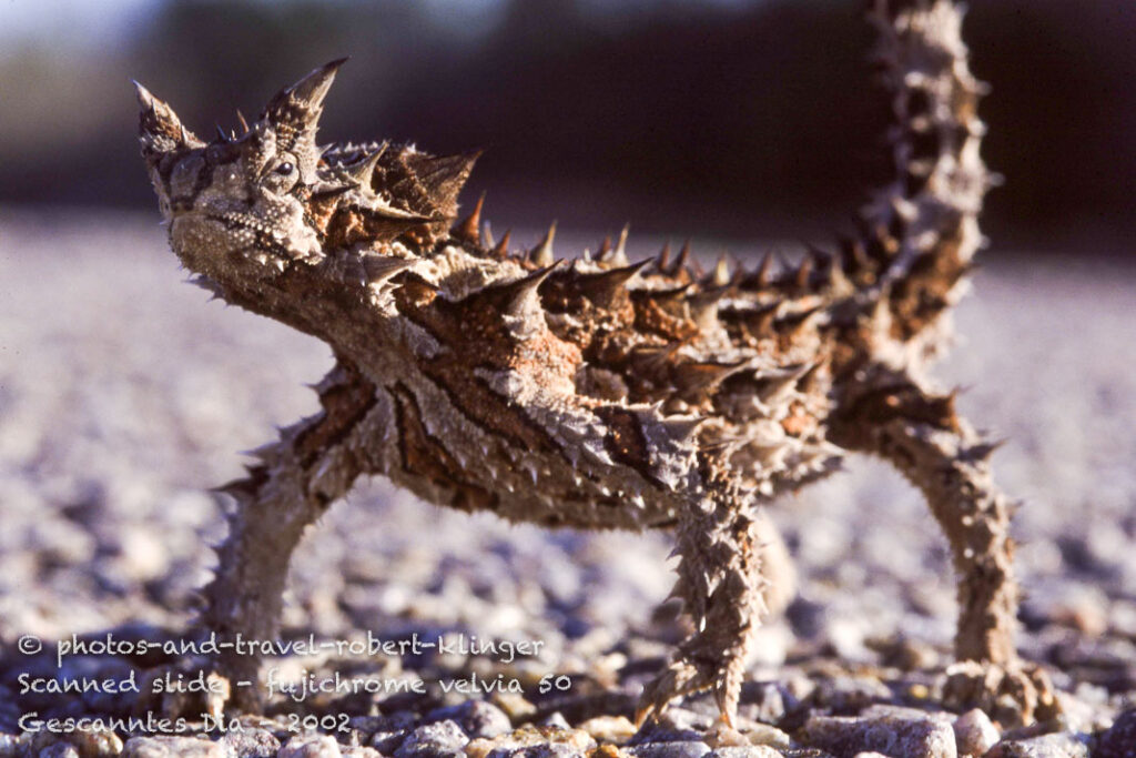 A thorny devil in Australia