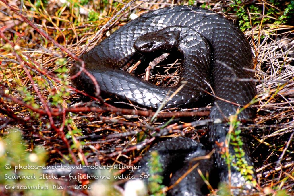 A tiger snake on the overland track