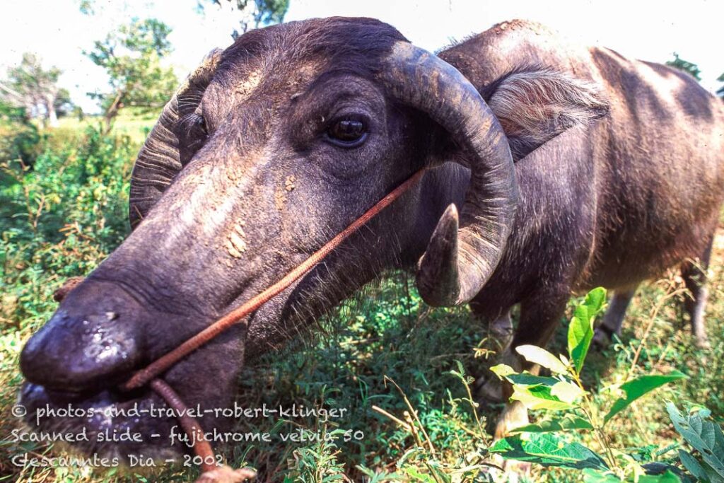 A water bull in Asia