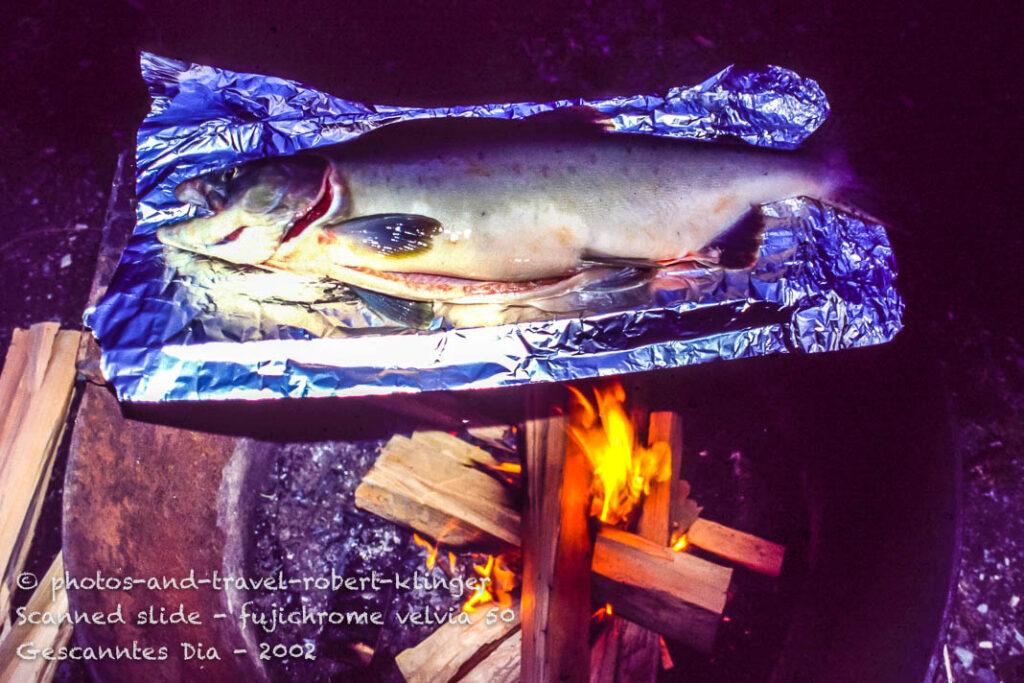 A pink salmon on the campfire