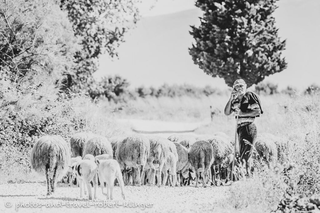 A sheppard on his phone, Albania, black and white photo