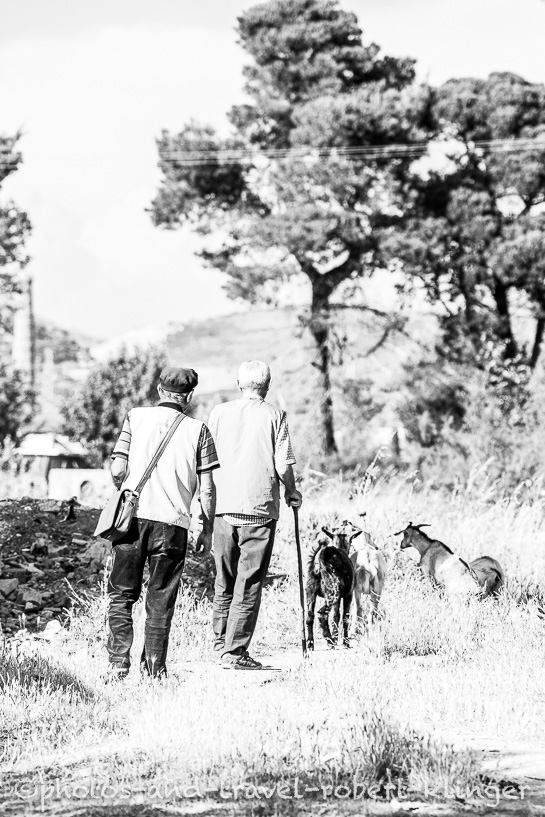 Two old men walking away with their goats in Albania, black and white photo