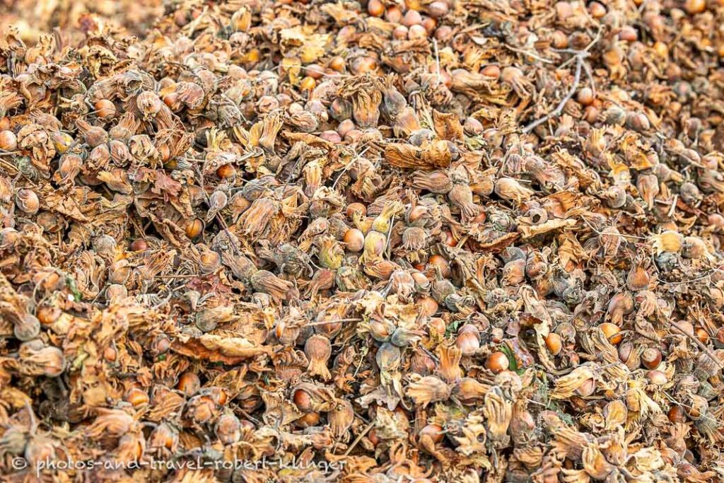 Many hazelnuts