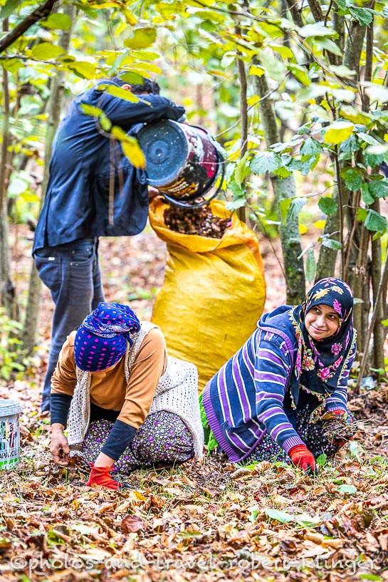 A woman picking hazelnuts in Turkey