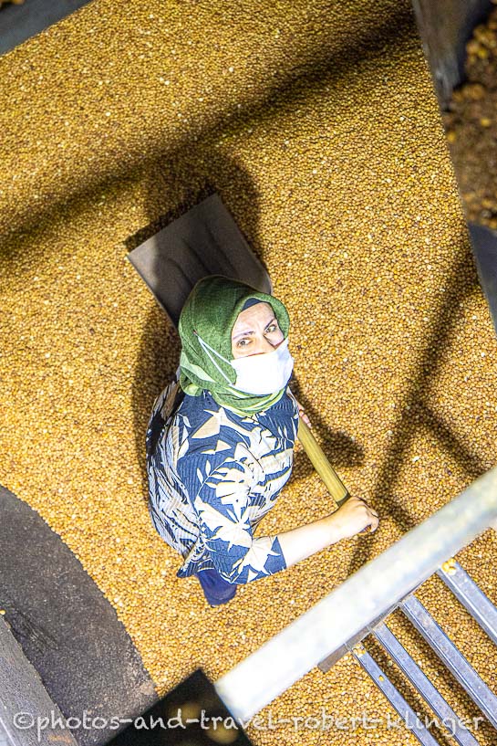 A woman is working in a hazelnut factory