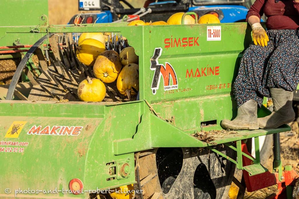 Harvesting pumpkin seeds in Cappadocia in Turkey
