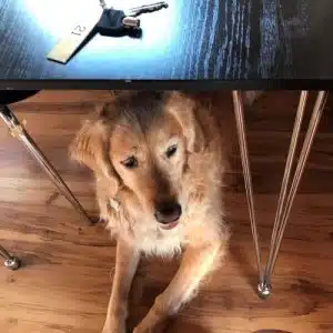 Simba under bordet