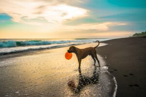 dog on a beach