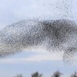 Ham Wall Murmuration